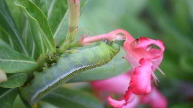 Güve larva veya tırtıllar alay açelya Çiçek yerim