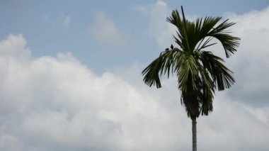 Tembul palmiye ağacı üzerinde kuş (Mynas veya Sturnidae)