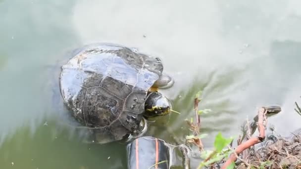 Schildpadden zijn reptielen in een vijver — Stockvideo