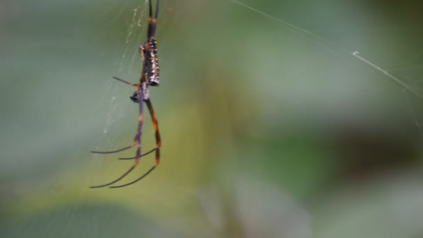 Makro von Spinneninsekten — Stockvideo