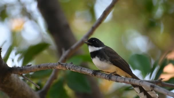 Pájaro (Pied Fantail Flycatcher) en un árbol — Vídeo de stock