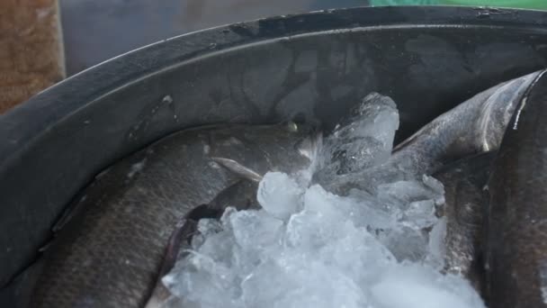Живая рыба из моря впитывается в лед — стоковое видео