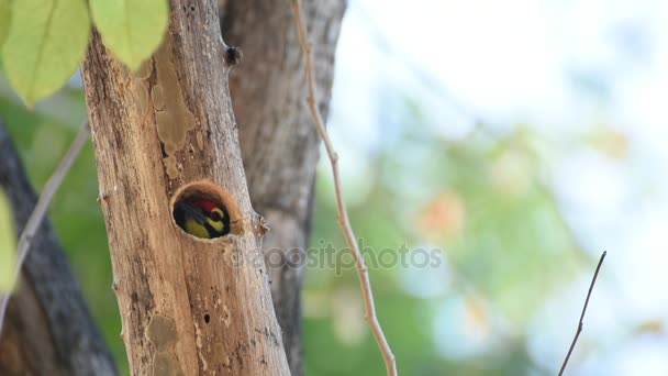 Pássaro (Coppersmith barbet) em tronco de árvore oca — Vídeo de Stock