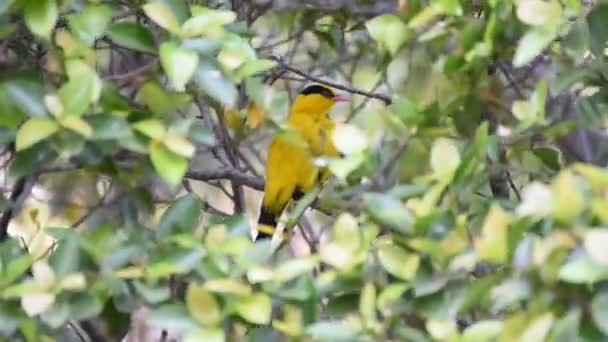 Oiseau (Oriole noir) sur un arbre — Video