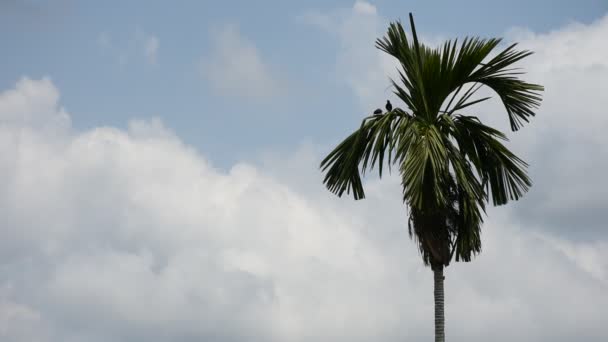 Pájaro (Mynas o Sturnidae) en una palmera de betel — Vídeo de stock