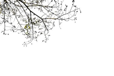 Beyaz arkaplanda izole edilmiş ağaç