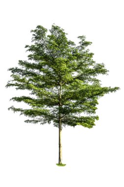 Beyaz arkaplanda izole edilmiş ağaç