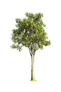 Beyaz arkaplanda izole edilmiş ağaç