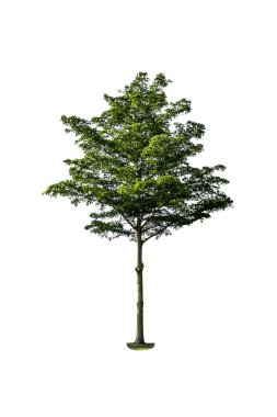 Beyaz arkaplanda izole edilmiş ağaç