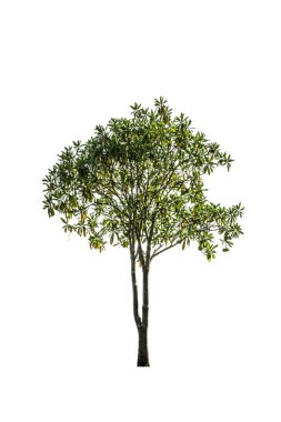 Beyaz arkaplanda izole edilmiş ağaç