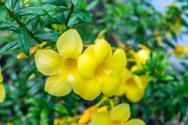 Çiçek (Allamanda cathartica)
