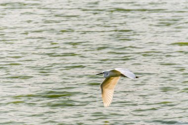 Kuş (balıkçıl, Balaban veya ak balıkçıl)