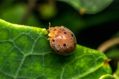 Makro böcek böcek (uğur böceği)
