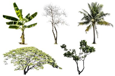 Collection of tree isolated on white background clipart