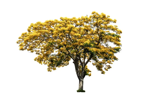 Árvore (flor de pavão) isolada sobre fundo branco — Fotografia de Stock