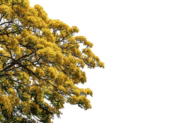 Träd (påfågel blomma) isolerade på vit bakgrund — Stockfoto