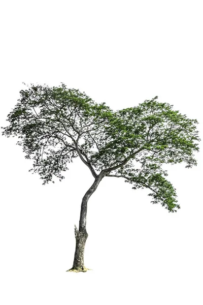 Árvore isolada sobre fundo branco — Fotografia de Stock
