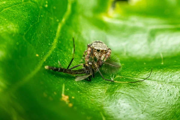 Macro de mosquito comedor de aranha — Fotografia de Stock