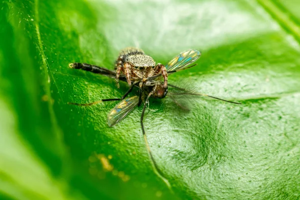 Makro von Spinnen fressenden Mücken — Stockfoto