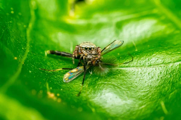 매크로 거미 먹는 모기의 — 스톡 사진