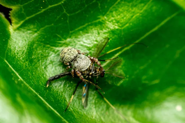 Makro pająk jedzenie komara — Zdjęcie stockowe