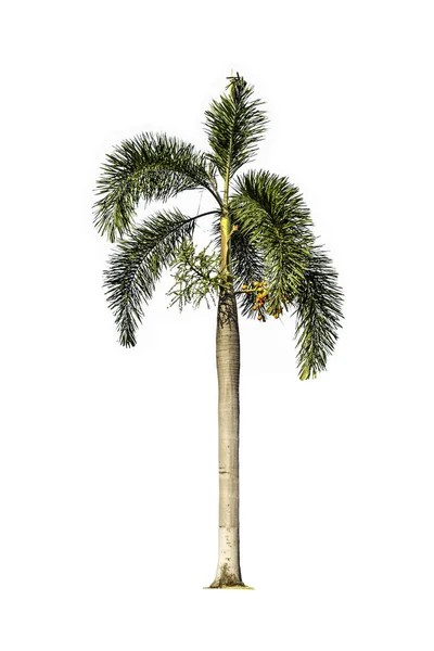 Дерево (Бетел пальмы) изолированы на белом фоне — стоковое фото