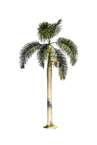 흰색 배경에 고립 된 나무 (구장 팜) — 스톡 사진