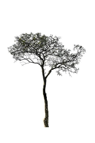 Arbre isolé sur fond blanc — Photo