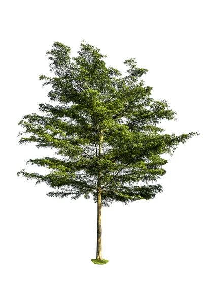 Beyaz arkaplanda izole edilmiş ağaç