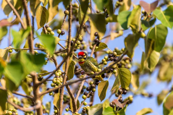 Птица (медный барбет) съедает семя на дереве — стоковое фото