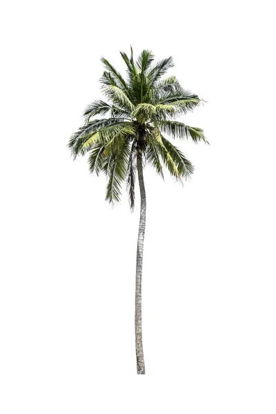 Drzewo (kokosowy) na białym tle — Zdjęcie stockowe