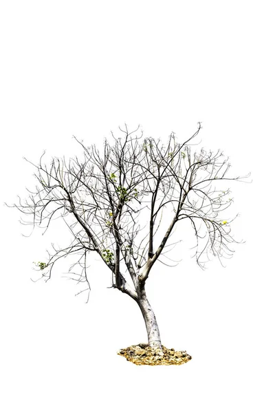 Arbre (arbre mort) isolé sur fond blanc — Photo
