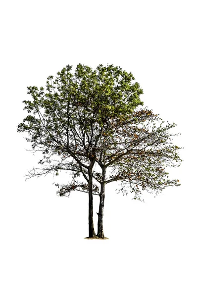 Baum isoliert auf weißem Hintergrund — Stockfoto