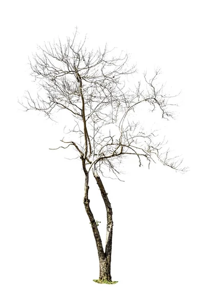 Arbre (arbre mort) isolé sur fond blanc — Photo