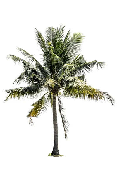 Árvore (Coqueiro) isolada sobre fundo branco — Fotografia de Stock