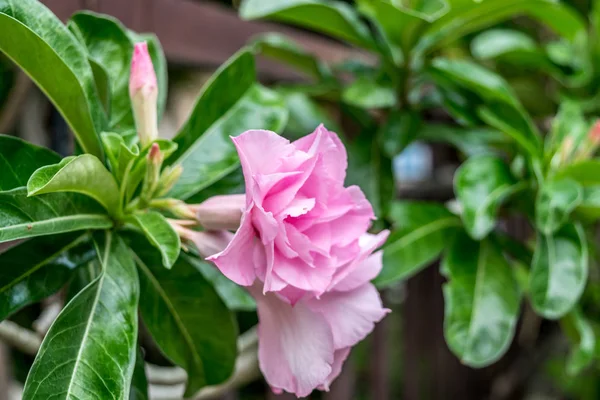 Flor (Adenium and Desert-rose) ) —  Fotos de Stock