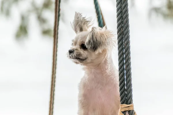 Cane così carino colore beige viaggiare in spiaggia — Foto Stock