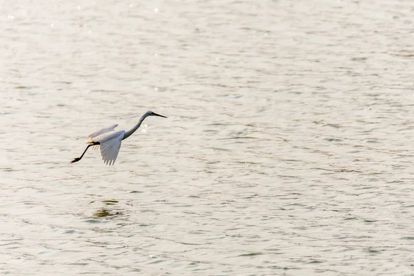 Vogel (Heron, roerdomp of zilverreiger) — Stockfoto