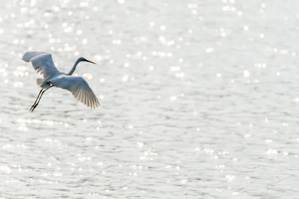 Pássaro (Heron, Bittern ou Egret ) — Fotografia de Stock