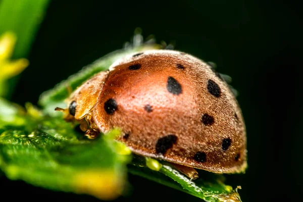 Makro von Insekten (Marienkäfer)) — Stockfoto