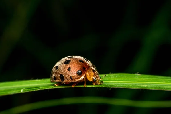 Makro von Insekten (Marienkäfer)) — Stockfoto