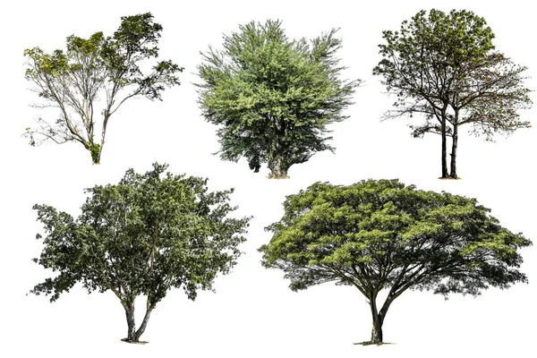 Beyaz arka plan üzerinde izole ağaç topluluğu