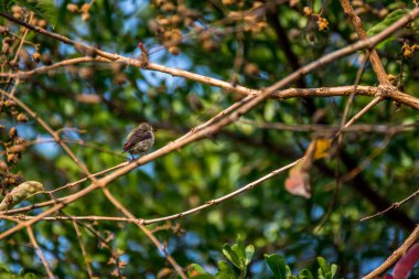 Bir ağaçta kuş (Kızıl sırtlı Flowerpecker)