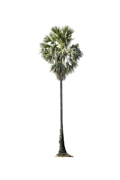 Дерево (Сахарная пальма) на белом фоне — стоковое фото