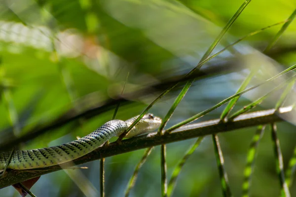 Wąż (Chrysopelea ornata) na drzewie — Zdjęcie stockowe