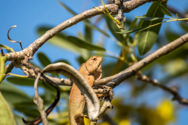 Ještěrka (orientální zahrady ještěrka) na stromě — Stock fotografie
