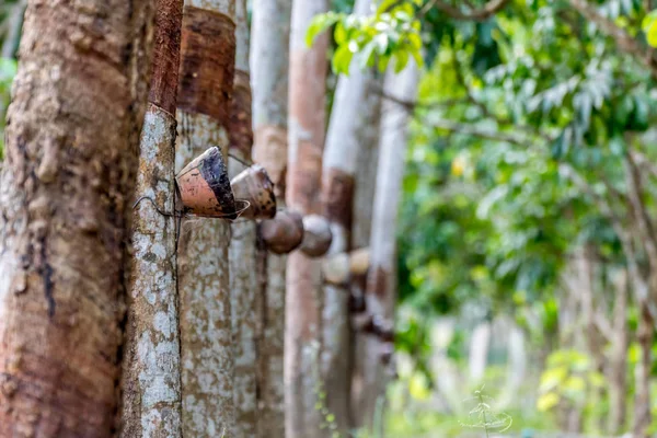 Árbol de goma en fila en una plantación de árboles de caucho —  Fotos de Stock