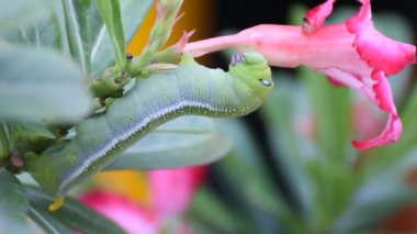 Güve larva veya tırtıllar alay açelya Çiçek yerim