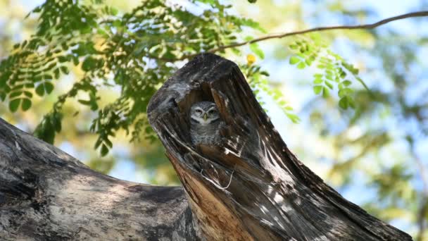 Pájaro (lechuza moteada, búho) en tronco hueco de árbol — Vídeos de Stock