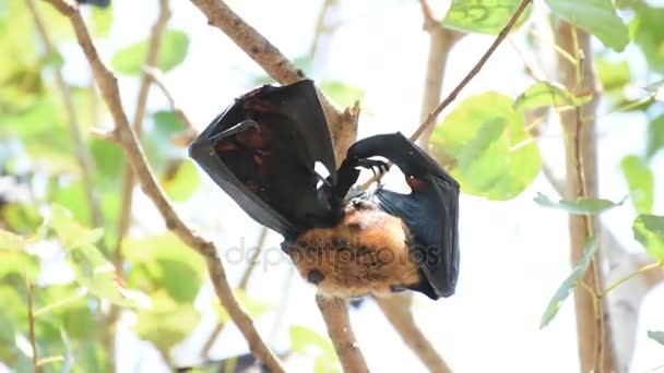 Bat (Flying fox) hängde på ett träd — Stockvideo